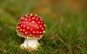  Мухомор – величественный гриб, символ природы и волшебства